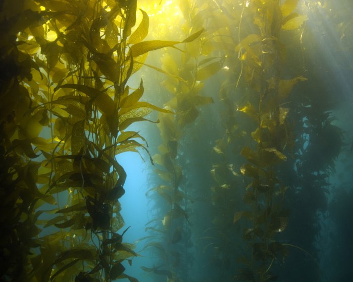 RÃ©sultat de recherche d'images pour "algues ocÃ©an"